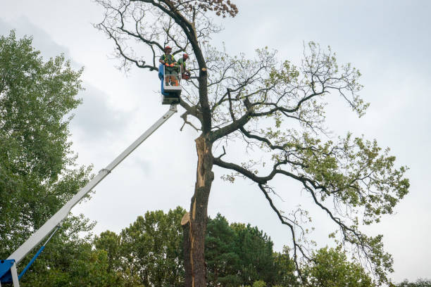 How Our Tree Care Process Works  in  Terrell, TX